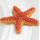 Nora Fleming Sea Star Mini Nora Fleming